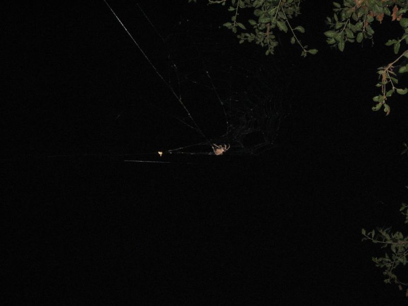 This spider was looking for Bats
