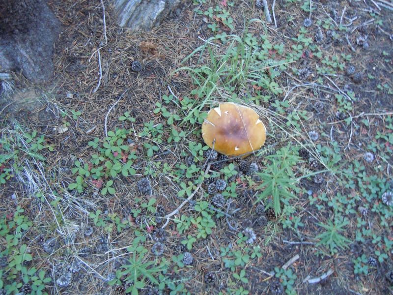 Tons o mushrooms, this one's about the size of a small dinner plate
